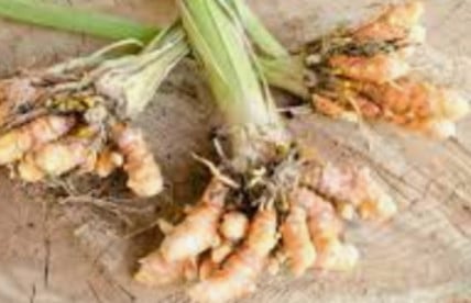 Gurmeja (Turmeric) rot