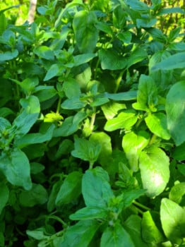 Oregano