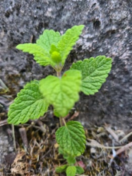 Citronmeliss