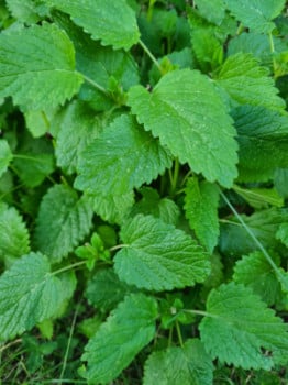 Citronmeliss