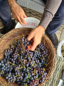 Frosttåliga vinrankor från Armenien