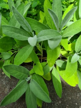 Salviaplantor